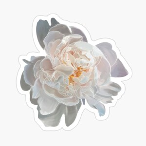May include: A white peony flower with a soft, delicate texture. The petals are layered and overlapping, creating a sense of depth and dimension. The center of the flower is a soft yellow color.
