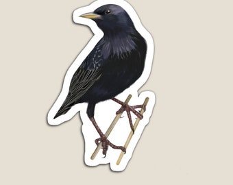 May include: A black starling bird with a yellow beak perched on two thin wooden sticks. The bird's legs are visible and have pink toes.