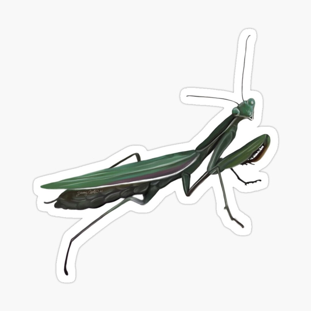 Praying Mantis Insect Sticker Two Sizes Small 3-3.8 Inch or Large 5-6 ...
