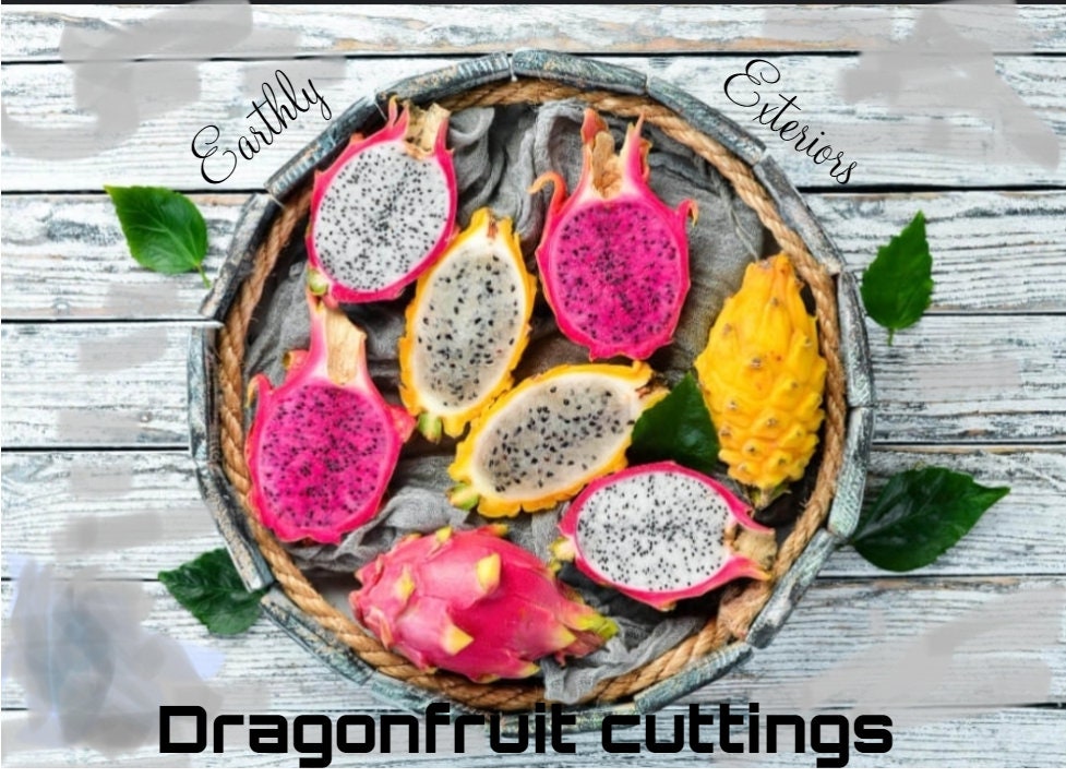 thumbnail image 2 of Red Dragon Fruit Cuttings – 2 Pieces (9-14") Condor Variety – Purple Fruit, Arid & Subtropical 2 of 4