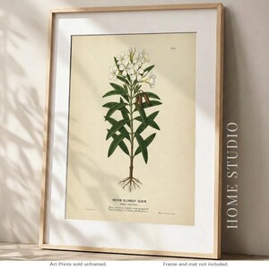 May include: Framed botanical print of Nerium Oleander 'Album' with white flowers, green leaves, and visible roots. The print is in a wooden frame with a white mat. The text at the bottom reads "Art Prints sold unframed" and "Frame and mat not included."