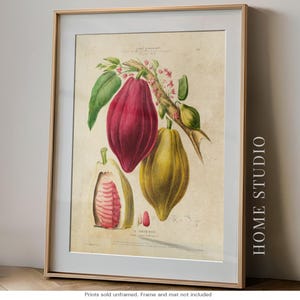 Vintage Cocoa Botanical Wall Art – Colorful Cacao Pod Bean Illustration for Kitchen Gallery or Unique Chocolate Lover Gift French Painting