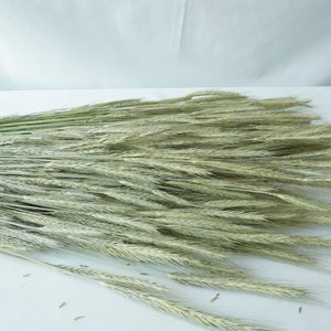 Dried rye Grass: High-quality dried grass, dried flower bouquets, dried flower crafts, wedding flowers, dried flowers, green dried flowers.