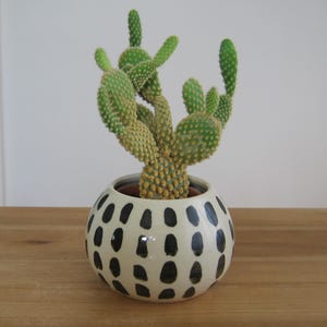 May include: A green prickly pear cactus with multiple flat, rounded pads planted in a round, cream-colored ceramic pot. The pot features a repeating pattern of vertical, hand-painted black oval marks arranged in horizontal rows around the exterior.