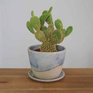 Può includere: Un cactus con foglie verde brillante e spine gialle in un vaso di ceramica. Il vaso è smaltato in blu e crema e poggia su un piattino abbinato. Il tutto è su una superficie di legno.