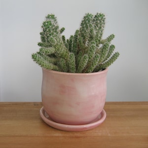 May include: A cactus with green, spiky stems and white spines in a light pink ceramic pot with a matching saucer. The pot is on a wooden surface. The pot is approximately 15 cm in diameter.
