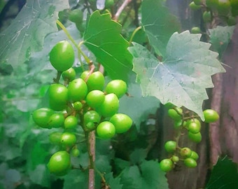 TWO Wild Southern Muscadine Cowart Grape Vines - 1-2 ft, Bare Root - Carlos / Noble Assorted- Healthy, Fast-Growing Vines -FREE SHIPPING