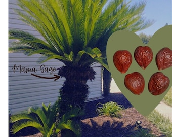 Dioon rzedowskii 3粒 - 希少ソテツ - 珍しい - ザミア科 Dioon rzedowskii 3粒 - 希少ソテツ - 珍しい - ザミア科