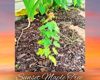 Four Sunset Maple Tree Seedlings for Sale - 4 to 8 Inches - Free Shipping in the US