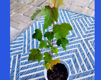 4 Baby Sunset Maple Trees | Maple Seedlings | Bare Root | 4-6 Inches Tall | Affordable Shade Trees