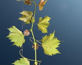 Live Grapevine –  Nobel Muscadine in 18 ft Sections for Fall DIY Crafting, Wreath Making, and More!
