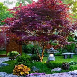 May include: A Japanese garden with a red maple tree, a stone lantern, and a small wooden bench. The garden is surrounded by green grass and rocks.