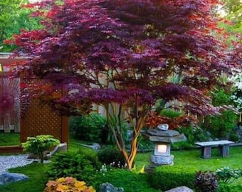 Nine Japanese 'Bloodgood' Maple Starter Trees - Spring Gardening - Learn to Clone Your Own Maples and save! Free Hormone