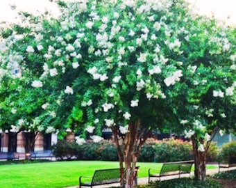 2-3 Foot Natchez Crape Myrtle Tree - Bare Root, Young & Healthy, Grown On-Site