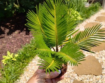 Sago Palm Trees (12-24" diameter prawns) - Decorative Palm Trees - Free Shipping