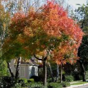 May include: A vibrant tree displays a spectrum of autumn colors, with leaves transitioning from green to fiery red and orange. The tree's branches are visible against a backdrop of a house and other trees, creating a picturesque outdoor scene.