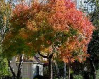 Nine Sunset Maple Starter Trees - Fall Gardening Kit with Free Rooting Hormone - Grow Vibrant Maples at Home
