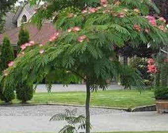 Elegant Mimosa Bonsai Trees - Exotic Silk Tree | Multi-Trunk & Single-Trunk Variations | Free Shipping