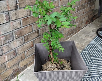 Exquisite Fusia and White Crepe Myrtle Trees - Pruned for Indoor Bonsai