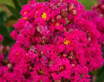FOUR Baby Crape Myrtles Trees 6-10 inches-Affordable Beautiful Healthy-Grown on Site