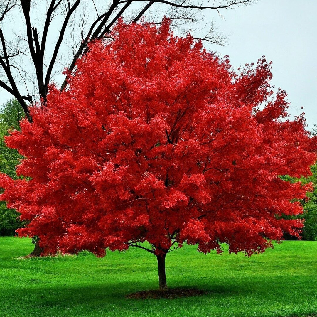 Sunset Red Maple Tree Live Plant – Vibrant Red-to-green Foliage – Fast ...