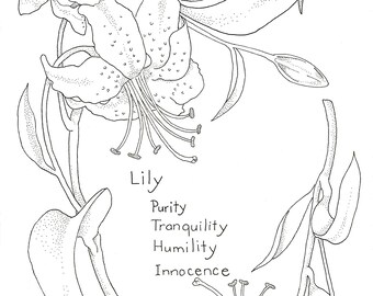Lily floral pen and ink limited-edition print