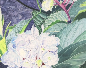 Limited-Edition Giclee Print of an Original Watercolor Painting - White Zebra Hydrangea