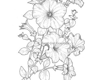 Limited-Edition Print of Pen and Ink Drawing of a Petunia Plant