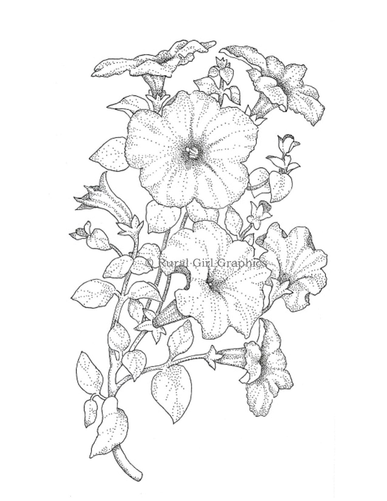 Details 83+ petunia flower sketch latest - in.eteachers