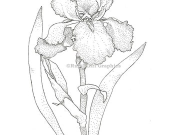 Pen and Ink Print of an Iris Flower