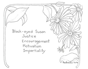 Black-eyed Susan Drawing - Print