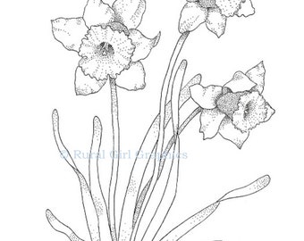 Pen and Ink Drawing of Daffodils Limited Edition Print