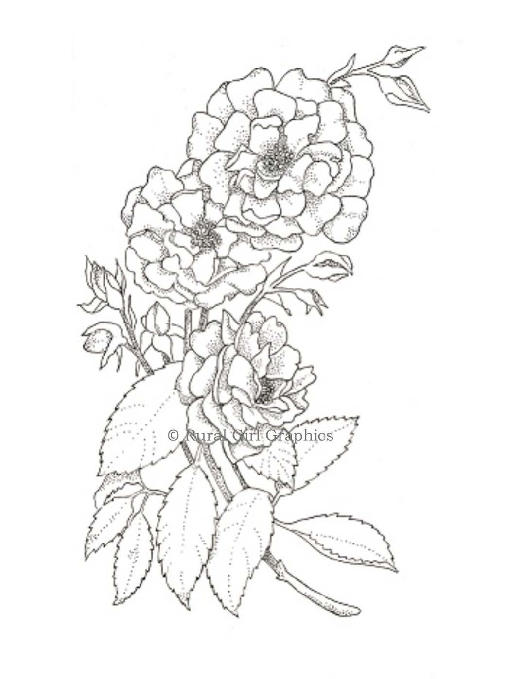 Pen and Ink Drawing of a Rose Plant - Print - Etsy
