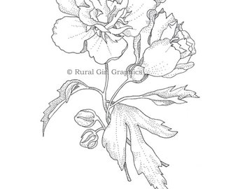 Pen and Ink Drawing of Rose of Sharon Flower, Limited-Edition Print