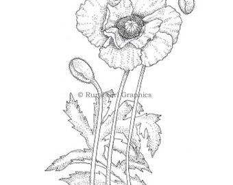 Pen and Ink Drawing of a Poppy Flower, Limited Edition Print