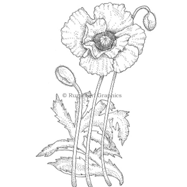 Pen and Ink Drawings Etsy