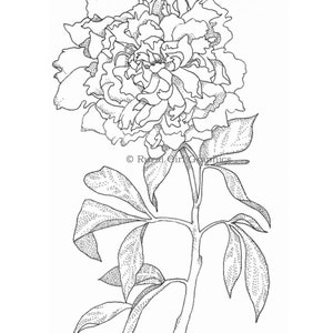 Pen-and-Ink Drawing of a Peony Flower, Limited-Edition Print