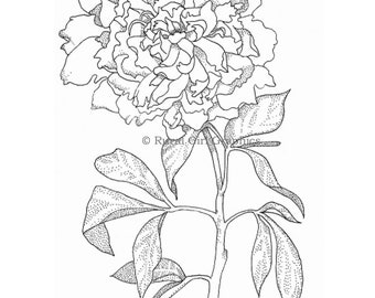 Pen-and-Ink Drawing of a Peony Flower, Limited-Edition Print