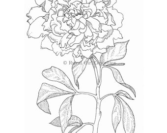 Pen-and-Ink Drawing of a Peony Flower, Limited-Edition Print
