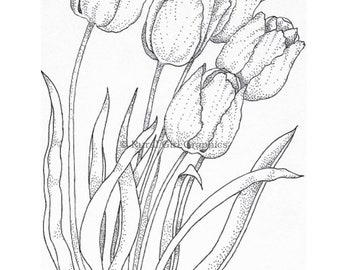 Pen and Ink Drawing of Tulips, Limited-Edition Print