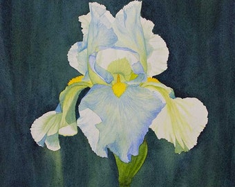 Original Painting of White Iris Glowing in the Sun.