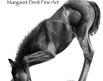 Equine Horse Foal Art 8 x 10 Print Wall Decor Graphite Pencil Drawing Black and White Art.