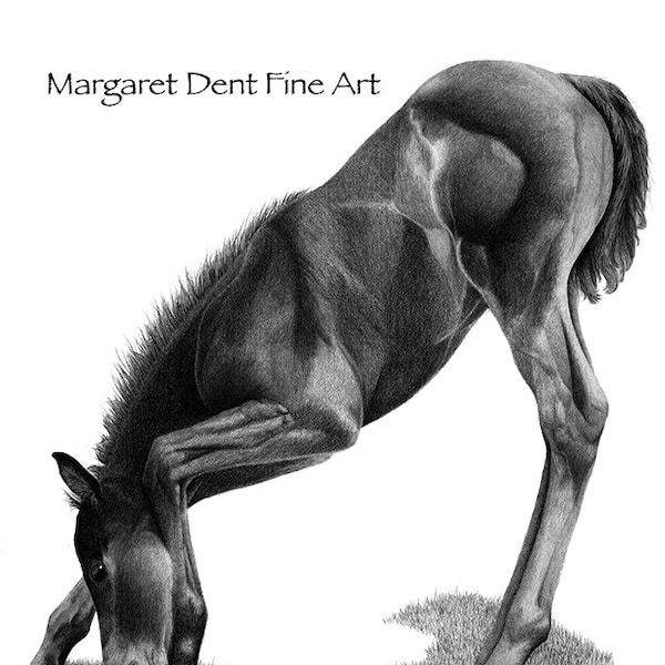 Equine Horse Foal Art 8 x 10 Print Wall Decor Graphite Pencil Drawing Black and White Art.