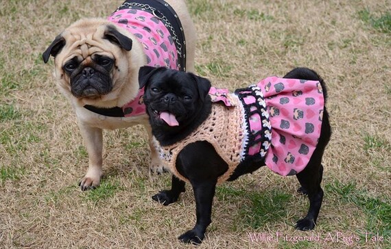 Sweater for 2 lb deals dog