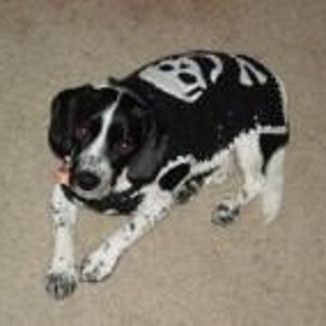 BAD To The BONE Skull and Cross Bones Eco friendly 2 to 20 lb dogs Biker, Pirate sweater image 2