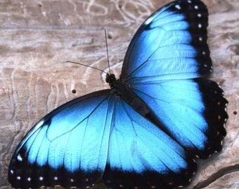 Instant PDF download Cross Stitch pattern, Blue butterfly