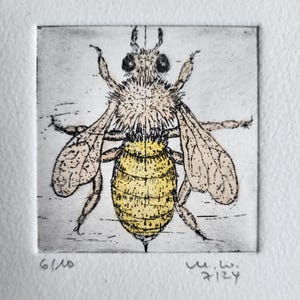 Bee does not sting - Handmade etched zinc plate etching on laid paper