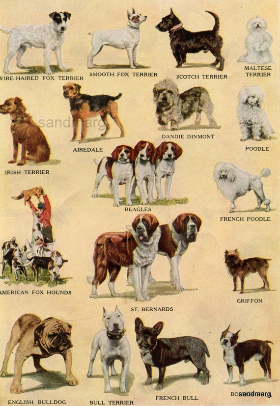 Kinds Of Dogs Chart