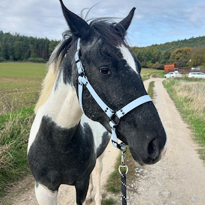 Waterproof Custom Biothane Horse Halter