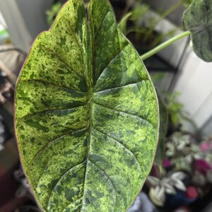 K&ouml;nnte beinhalten: Nahaufnahme eines gro&szlig;en, bunten Blattes mit auff&auml;lligem Muster. Das Blatt ist &uuml;berwiegend gr&uuml;n mit unregelm&auml;&szlig;igen Flecken aus hellem Gr&uuml;n und Gelb, wodurch ein gesprenkelter Effekt entsteht. Die R&auml;nder haben einen r&ouml;tlich-braunen Farbton, und die Blattadern sind deutlich sichtbar.